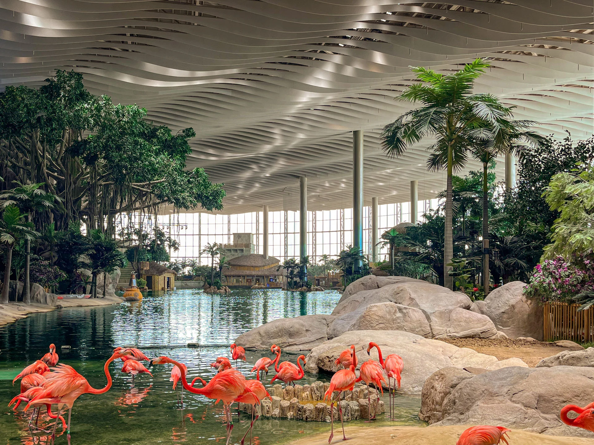 A group of pink flamingos wading in a clear water pond surrounded by tropical plants and large rocks, inside a spacious indoor habitat with a wavy, modern ceiling design.